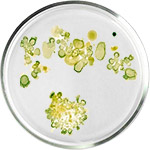 Soins de la peau aux algues