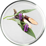 Soins à l’allantoïne