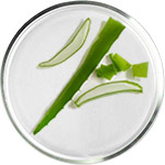 Soins à l’Aloe Vera