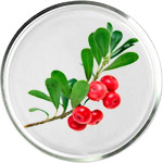 Soins de la peau à l’Arbutine