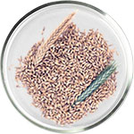 Soins à l’Acide Azélaïque