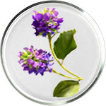 Soins de la peau au Bakuchiol