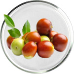 Soins de la peau à l’huile de jojoba