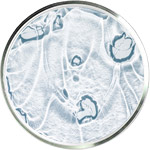 Soins de la peau au Niacinamide