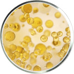 Soins de la peau Omega 3 et 6