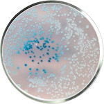 Soins de la peau aux probiotiques