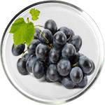 Soins de la peau au Resvératrol