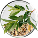 Soins de la peau à l'acide salicylique