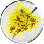 Soin de la peau à l’hamamélis